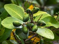 Früchte an Lorbeerbaum im Velas Stadtpark - Insel São Jorge